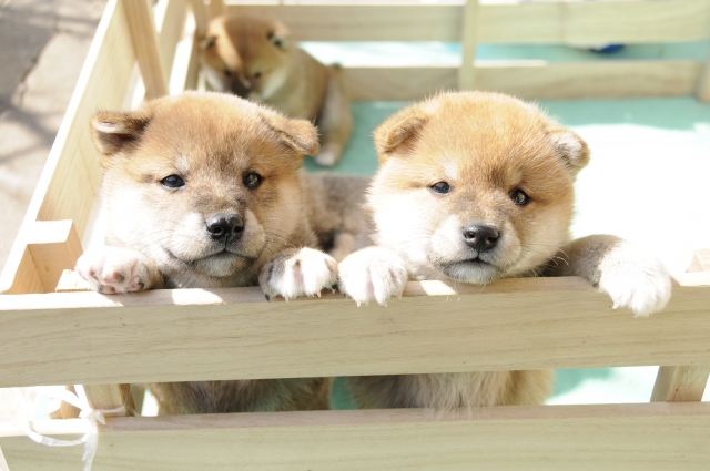保護動物への医療協力